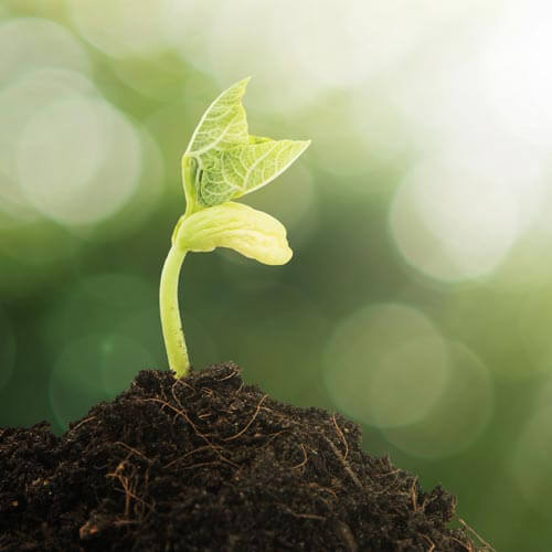 growth